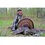 Will Primos Secrets For Successful Turkey Hunting  Outdoor Hub