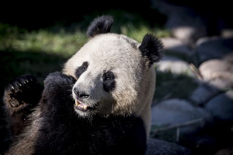 Chinese Pandas Welcomed By Denmarks Queen To New Us24 Million Yin