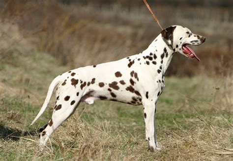 Dalmatian Dog Personality Appearances History And Pictures