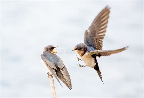 Two Swallows Are Playing Stock Photo Image Of Tree 72685768