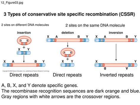 Ppt Lecture 9 Site Specific Recombination And Transposition Powerpoint Presentation Id4664478