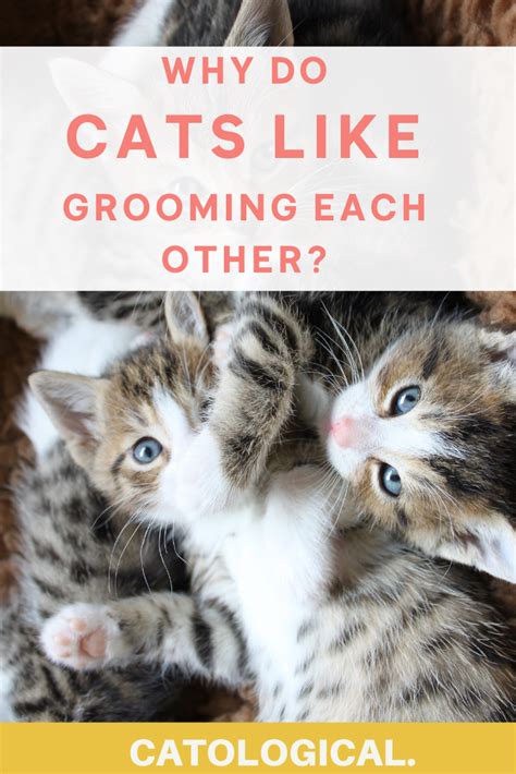 Why Do Cats Groom Each Other Cat Grooming Cats Cat Behavior Problems