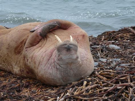 Walrus Drops Into Orkneys North Ronaldsay To Surprise Of Locals Metro News