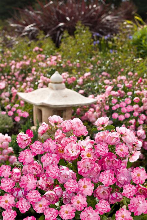 Flower Carpet Pink Supreme Groundcover Rose Be The First To Review
