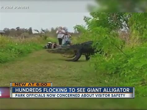 Hundreds Flocking To See Giant Alligator