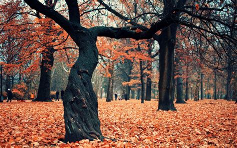Fall Full Hd Wallpaper And Background 2560x1600 Id255068