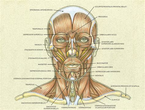 Anatomy Back Head Anatomy Anatomy Study Facial Muscles Anatomy Images