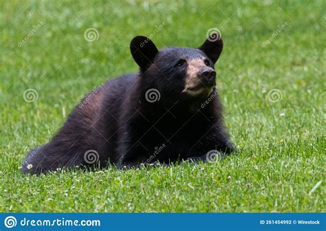 American Black Bear Ursus Americanus On Green Grass Stock Photo