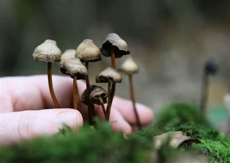 Magic Mushroom Atau Jamur Halusinasi Kenali 7 Fakta Sejarah Uniknya