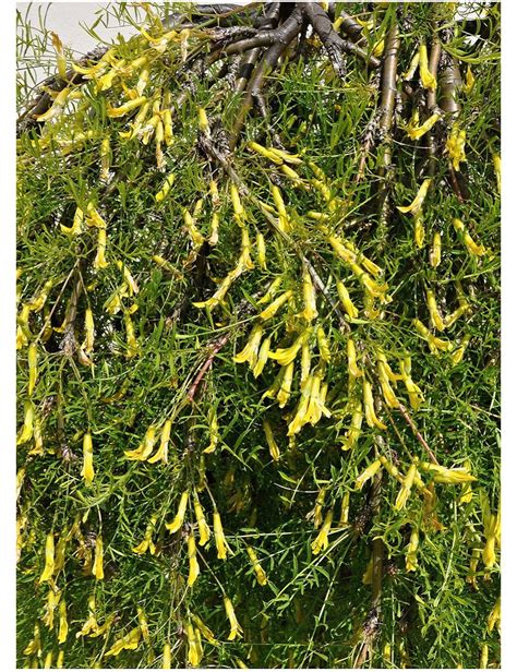 Caragana Arborescens Walker Acacia Jaune