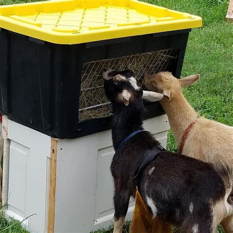 Goat Feeder Goat Milking Goat Farming