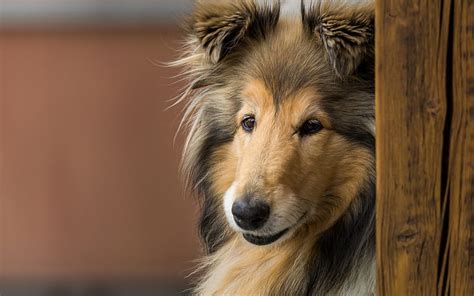 Rough Collie Lassie Dog Big Fluffy Dog Cute Animals Pets Dogs