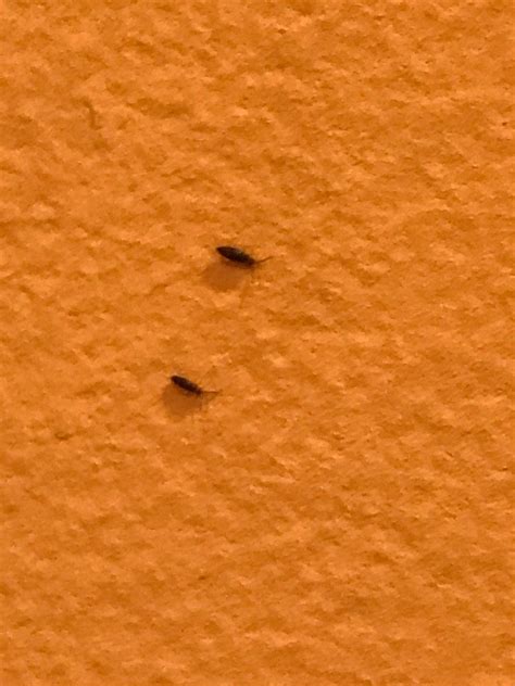 Identifying Small Black Bugs Thriftyfun
