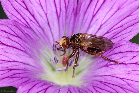 Ferruginous Bee Grabber Sicus Ferrugineus Female Flickr