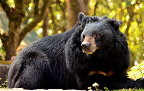 Interesting Facts About Asiatic Black Bears Just Fun Facts
