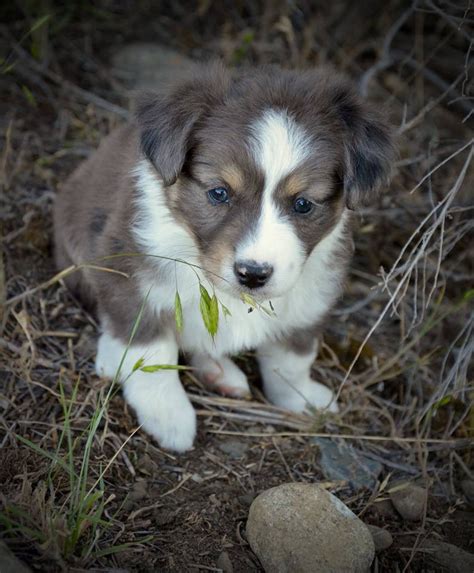 At 8 weeks of age. Miniature Australian Shepherd Puppies For Sale | Baker ...