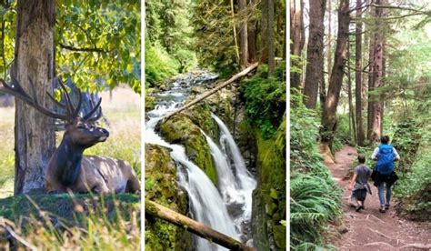 Discover The Sol Duc Valley In Olympic National Park