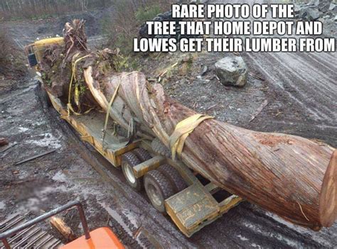 Shop with confidence at homedepot.ca. Rare photo of the tree Home Depot and Lowes get their ...