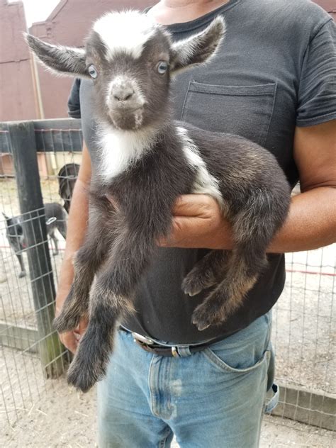 Miniature Nigerian Dwarf Goats Tanglewood Farm Miniatures