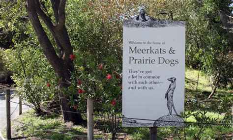 Meerkats And Prairie Dogs San Francisco Zoo And Gardens