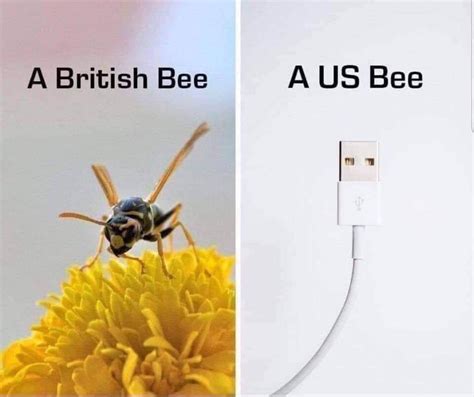 A British Bee Vs A Us Bee Myconfinedspace