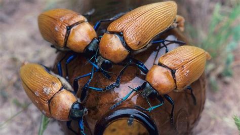 Beetles Bottle Up Sex Drive