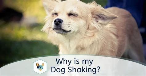 What Is My Dog Shaking Your Pet Insured