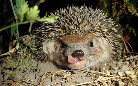 How To Attract Hedgehogs Into Your Garden David Domoney