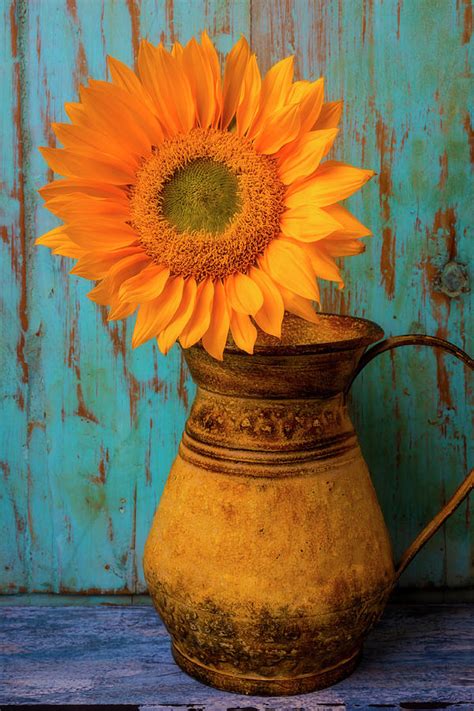 Sunflower In Rustic Pitcher Photograph By Garry Gay Fine Art America