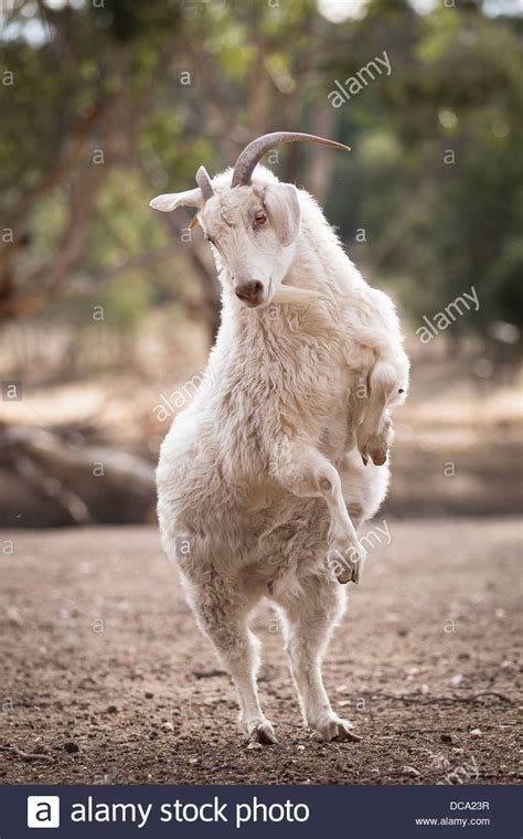 Goat Standing On Hind Legs Stock Photos And Goat Standing On Hind
