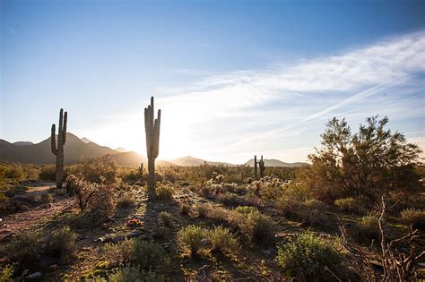 Brown Cactus The Sky Desert Cactus Az Usa America Arizona