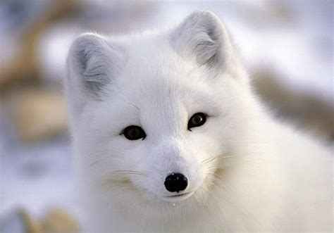 Arctic Foxes Will Warm Your Heart Baby Animal Zoo