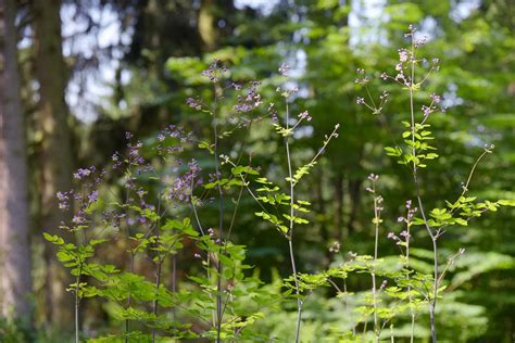 How To Grow And Care For Meadow Rue