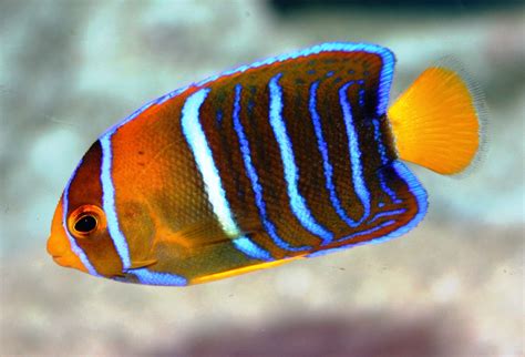 Absolutely Fish Photo Gallery Angelfish