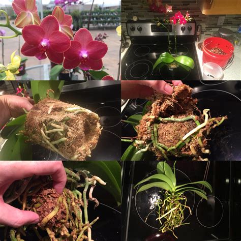 Phalaenopsis Care Culture And Tips To Keep Your Orchid Reblooming