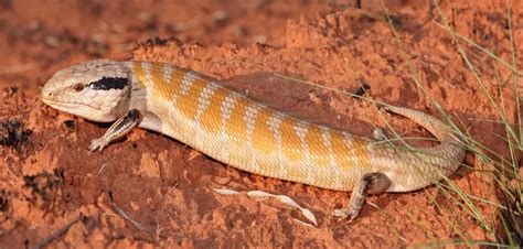 Centralian Blue Tongued Skink Facts Diet Habitat And Pictures On
