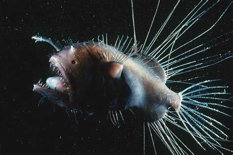 Top 116 Bioluminescent Animals In The Ocean Electric