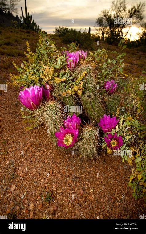 Hedgehog Cactus Flowers Close At Sunset In The Sonoran Desert Ironwood