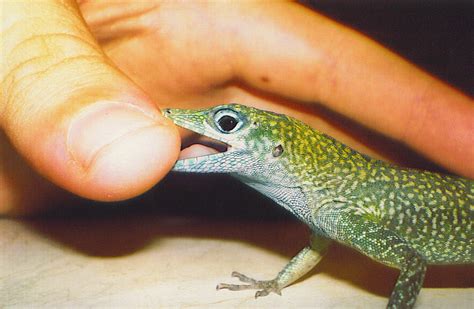 lizard bites finger by yodana on deviantart