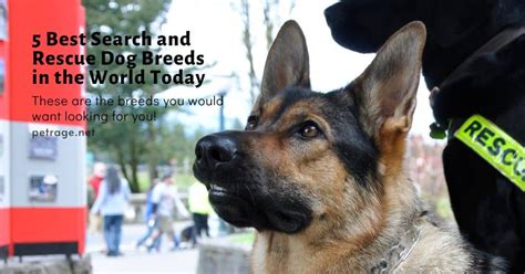 5 Best Search And Rescue Dog Breeds In The World Today