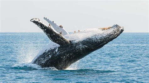 The Eight Best Whale Watching Spots In Australia For 2023