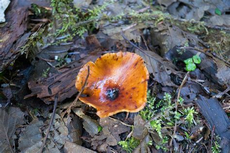 Where To Find Mushrooms In The Pacific Northwest Outdoor Project
