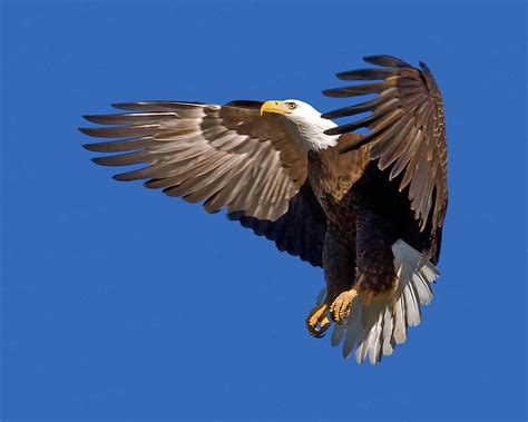 Bald Eagle Landing Photograph By Larry Linton Pixels