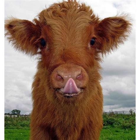 Pin By Sarah Hamilton Owens On Posttt Cute Cows Cute Animals Animals