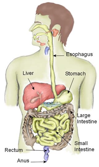 Your digestive system is uniquely constructed to do its job of turning your food into the nutrients and energy you need to survive. Revision Notes for Science Chapter 6 - Life processes ...