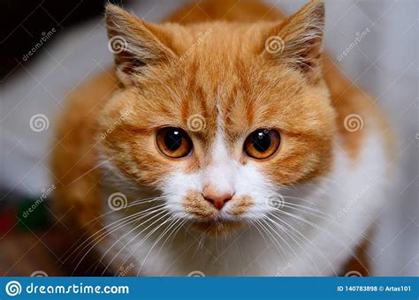 Red And White Cat Stock Photo Image Of Cute Head Nature 140783898
