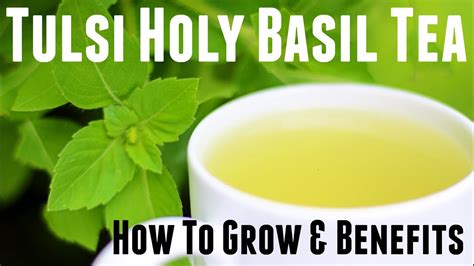 Holy Basil Tulsi Tea How To Grow And Life Changing Health Benefits
