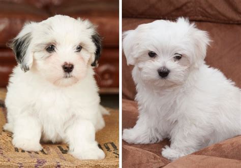 Coton De Tulear Vs Maltese Whats The Difference Puplore