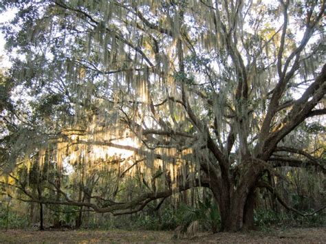 27 Amazing State Parks In Florida That Show Off The States Natural