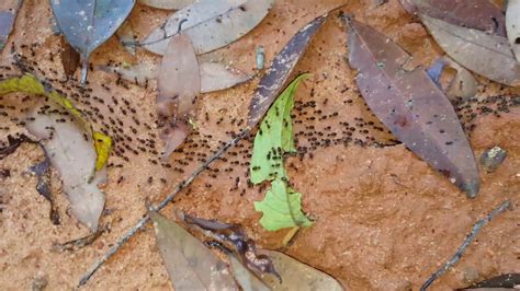 Termites Trail Termites Info